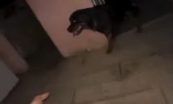 Alevlerin arasında kalan köpeğini kurtardı