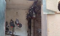 Bakan Yumaklı: İstanbul Havalimanı'nda 309 Jako türü papağana el koyuldu
