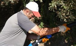 Balıkesir’de, 80 bin zeytin ağacı suyla buluştu