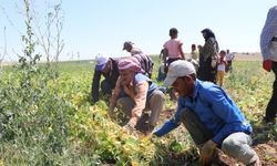 Niğde’de fasulye hasadı başladı