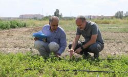 Niğde’de yeni bir yonca çeşidi geliştirildi