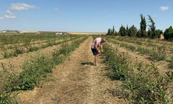 Tekirdağ'da tarım alanlarında dolu ve rüzgar zararı