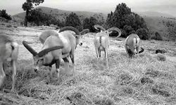 Yaban koyunları fotokapanla kaydedildi