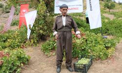 Şırnak'ta Behdini Üzümü Hasat Şenliği düzenlendi