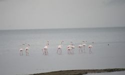 Göç yolundaki flamingolar İznik Gölü’nde soluklandı