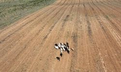 Kırklareli'de kaybolan hayvanlar dronla bulundu