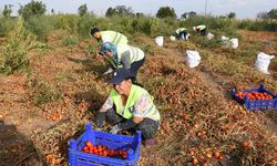 Domatesi tarlada kalan çiftçi, Büyükşehir aracılığıyla ihtiyaç sahiplerine bağışladı