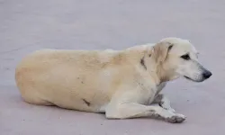 Sokak köpeğinin boğazını kesti'