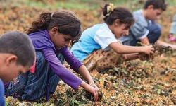 Türkiye'nin utanç karnesi: Çocuk işçiliği can almaya devam ediyor