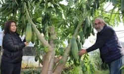 Emekli çift, papaya üretimiyle ihracat yapıyor