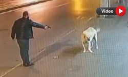 Engelli köpeğe silah çekti