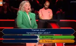 Flaman Kuşu Nedir? Hangisi Flaman Kuşu ve Hangisinin Diğer Adıdır?