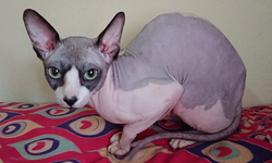 Sphynx kedi yasaklandı Mı? Sphynx cinsi kedi sahiplenmek neden yasaklandı?