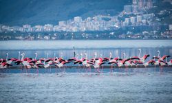 Flamingolar neden Van Gölü'nde kalıyor?