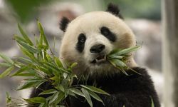 Çin'de 100 bin yıllık panda fosilleri keşfedildi