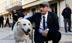 Başkan Eşki'den sokak köpeği Paşa’ya sıcak bir yuva