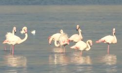 İzmir körfezinde flamingo şöleni: Doğanın dönüşü yüzleri güldürdü