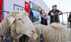 Aliağa Belediyesi’nden Üreticilere Koç Desteği