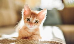 Patili dostlarımızı tehdit ediyor: Kedi besleyenler bu bitkiyi evinize sokmayın!
