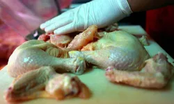 Salmonella Enfeksiyonu Ölümcül Olabilir: Belirtileri ve Korunma Yolları