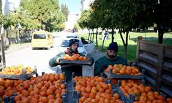 Yol kenarındaki turunçlardan reçel üretiliyor