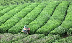 Rize'de iki ayda 1,8 milyon dolarlık çay ihracatı!