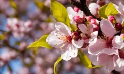 Cemreler ne zaman düşecek? 2026’da baharın gelişini müjdeleyen tarihler belli oldu