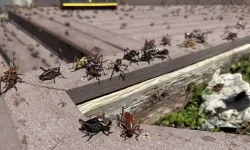 Milyonlarca böcek istilası, yollar kaygan, halk panikte!