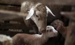 Türkiye hayvancılıkta Avrupa'da ilk sırada