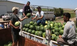 Sezonun ilk karpuz hasadı başladı