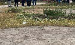 Ağılda çıkan yangında 42 küçükbaş telef oldu