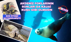 Akdeniz foklarının da sonları Kaukai kuşları gibi olmasın