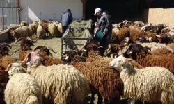 Bilimle büyüyen kurbanlıklar bayrama hazır