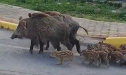 Kuşadası'nda domuzlar artık sıradanlaştı