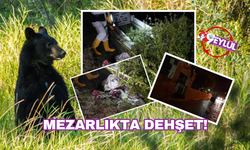 Mezarlıkta dehşet! Kış uykusundan uyanan ayı mezardan ceset çıkardı!