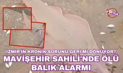 Mavişehir Sahili'nde ölü balık alarmı
