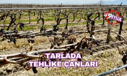 Tarlada tehlike çanları: Bitkisel üretimde sert düşüş bekleniyor