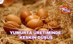 Yumurta üretiminde keskin düşüş