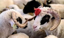 2026 Kurban Bayramı tarihleri netleşti: Tatil 9 gün olur mu?