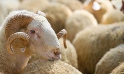 Kurban Bayramı ne zaman? Hangi güne denk geliyor? Kurban Bayramına kaç gün kaldı?