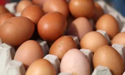 Sofralık yumurta ihracatında muafiyet düzenlemesi!