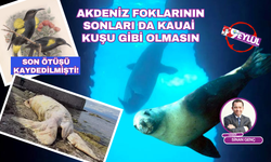 Akdeniz foklarının da sonları Kaukai kuşları gibi olmasın