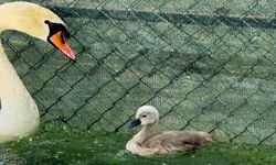 Kuğulu Park’ta 15 yıl sonra doğan yavrunun ismini vatandaşlar koydu