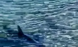 Muğla'da vatandaş köpek balığıyla burun buruna geldi