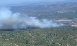 Manisa'da orman yangını
