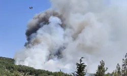 Balıkesir'de orman yangını başladı