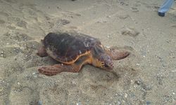 İzmirli caretta carettanın sinyali Gazze'de kesildi