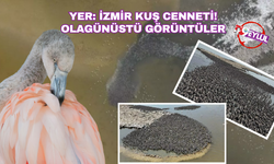 İzmir'de yaşandı: 13 bin tane! Mucizevi doğa olayı görenleri büyüledi...