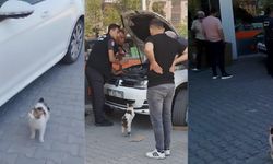 Kedi, yavrularının kurtarılmasını bekledi