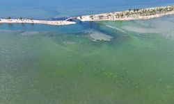 İzmir'de lagünü deniz yosunları kapladı